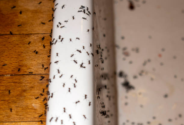 Best Spider Control Near Me  in Franklin, GA